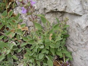 Salvia multicaulis Salvia multicaulis