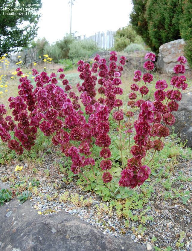 Salvia multicaulis PlantFiles Pictures Salvia Species Manystemmed Sage Wild Sage