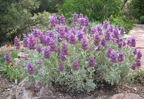 Salvia pachyphylla MAY Mojave Sage Salvia pachyphylla Santa Fe Botanical Garden