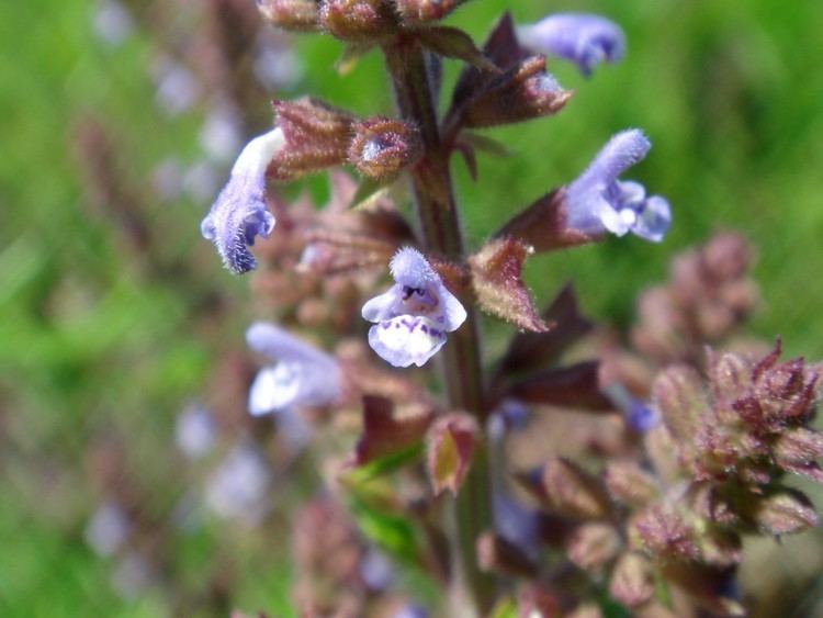 Salvia plebeia Salvia plebeia R Brown