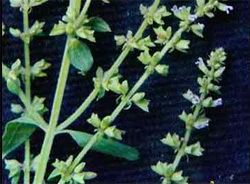 Salvia plebeia sexual powers treatment urinary tract infections antioxidant