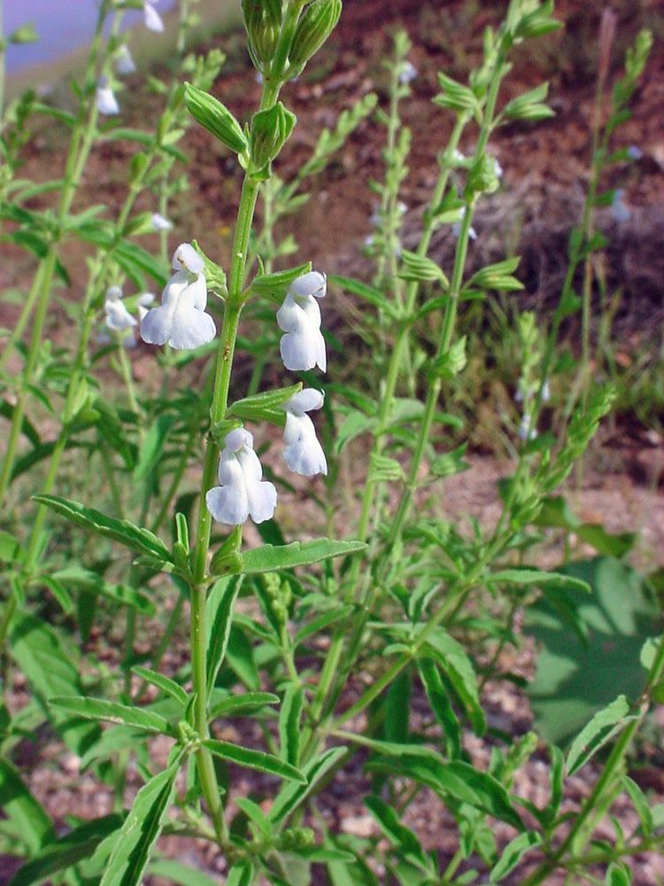Salvia reflexa Vascular Plants of the Gila Wilderness Salvia reflexa