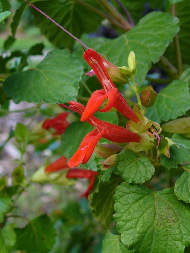 Salvia regla - Alchetron, The Free Social Encyclopedia