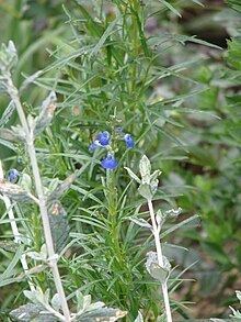 Salvia reptans httpsuploadwikimediaorgwikipediacommonsthu