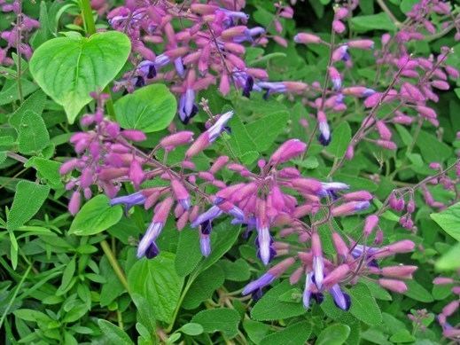 Salvia semiatrata Salvia semiatrata