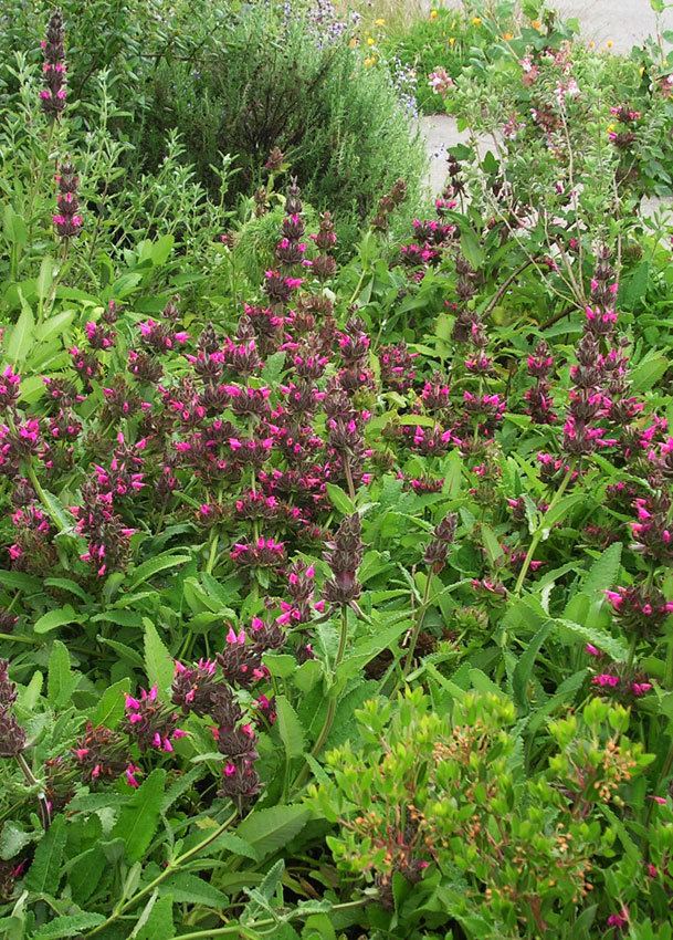 Salvia spathacea Salvia spathacea quotHummingbird Sagequot Buy Online at Annie39s Annuals