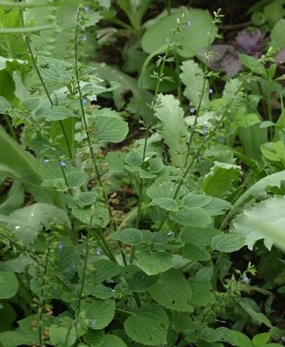 Salvia tiliifolia - Alchetron, The Free Social Encyclopedia