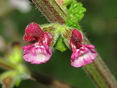 Salvia viscosa httpsuploadwikimediaorgwikipediacommonsthu