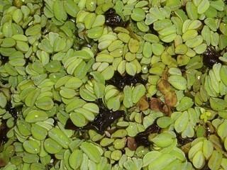 Salvinia auriculata Salvinia auriculata Eared watermoss Discover Life
