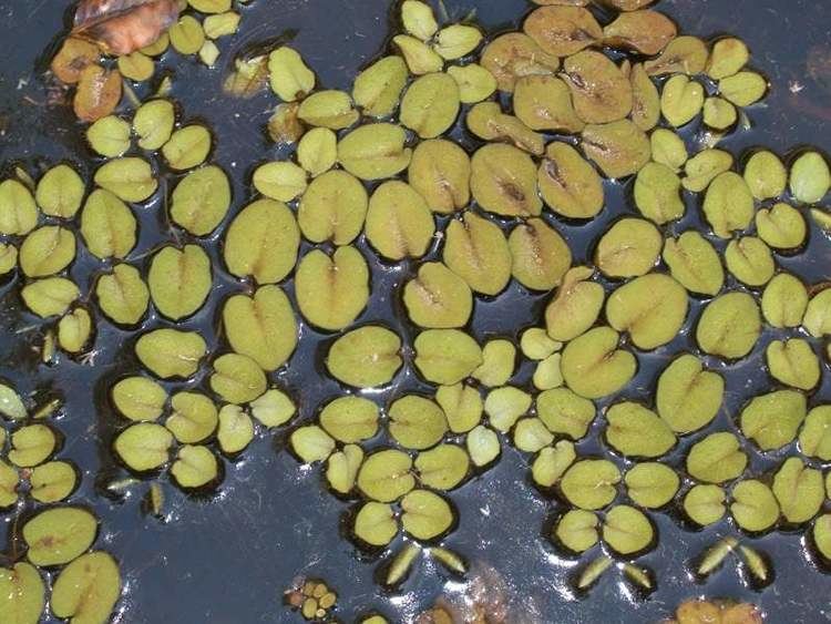 Salvinia molesta Factsheet Salvinia molesta Kariba Weed