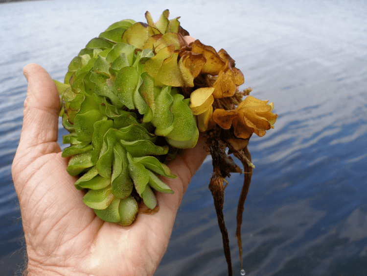 Salvinia molesta Salvinia declared pest Department of Agriculture and Food