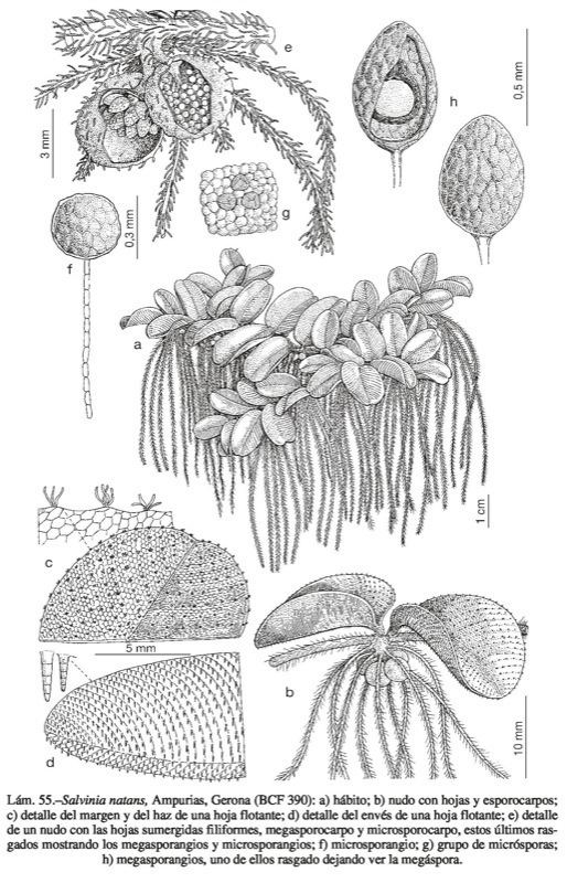Salviniaceae Flora Vascular Toda la informacin detallada sobre la Flora