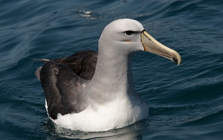 Salvin's albatross Salvin39s mollymawk New Zealand Birds Online