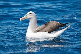 Salvin's albatross httpsuploadwikimediaorgwikipediacommonsthu