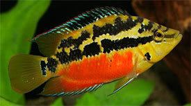 Salvin's cichlid Cichlasoma salvini Salvin39s Cichlid Tropical Fish Diszhalinfo