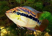 Salvin's cichlid httpsuploadwikimediaorgwikipediacommonsthu