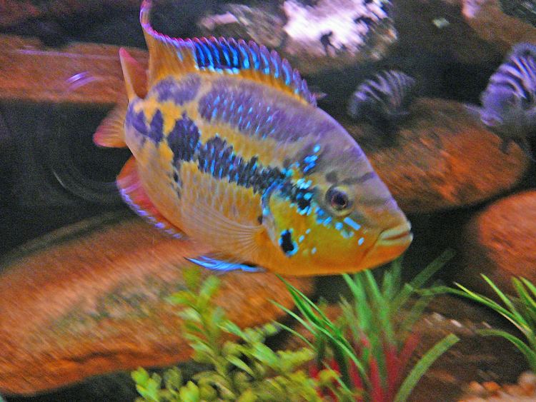 Salvin's cichlid cichlidscom salvin39s cichlid