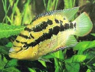 Salvin's cichlid Salvini Cichlid Cichlasoma salvini Yellow Belly Cichlid Fish Guide