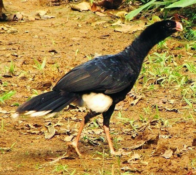 Salvin's curassow Salvin39s Curassow Mitu salvini Google Search Birds of the world