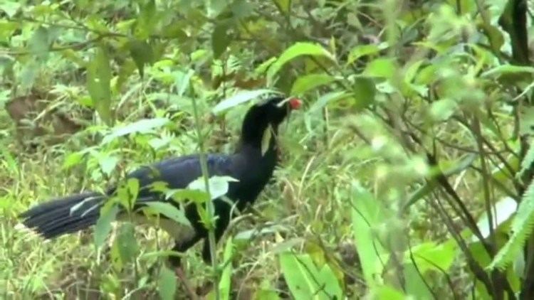 Salvin's curassow Salvin39s Curassow at Bigal River Biological Reserve Ecuador YouTube