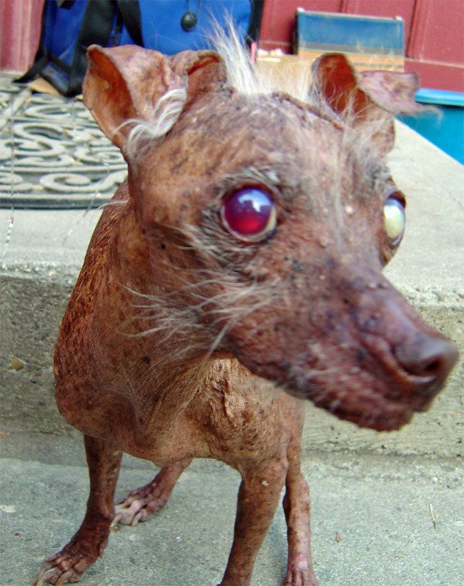 Sam (ugly dog) ww1prwebcomprfiles201303311058782523319718