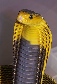 Samar cobra httpsuploadwikimediaorgwikipediacommonsthu