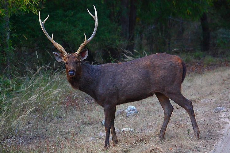 Sambar deer 1000 ideas about Sambar Deer on Pinterest Deer Deer photography