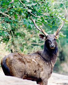 Sambar deer httpsuploadwikimediaorgwikipediacommonsthu