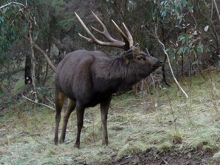 Sambar deer 1000 ideas about Sambar Deer on Pinterest Deer Deer photography