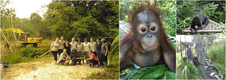 Samboja Lestari Volunteer with Orangutans at Samboja Lestari Orangutan Sanctuary