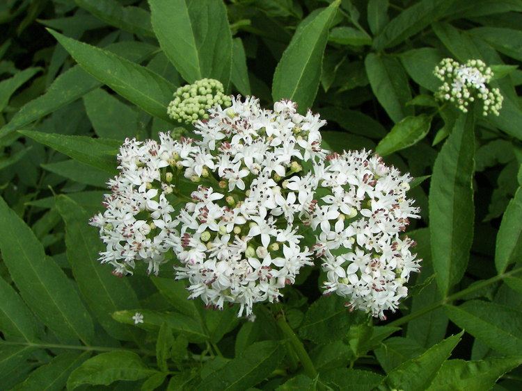 Sambucus ebulus FileSambucus ebulus 001jpg Wikimedia Commons