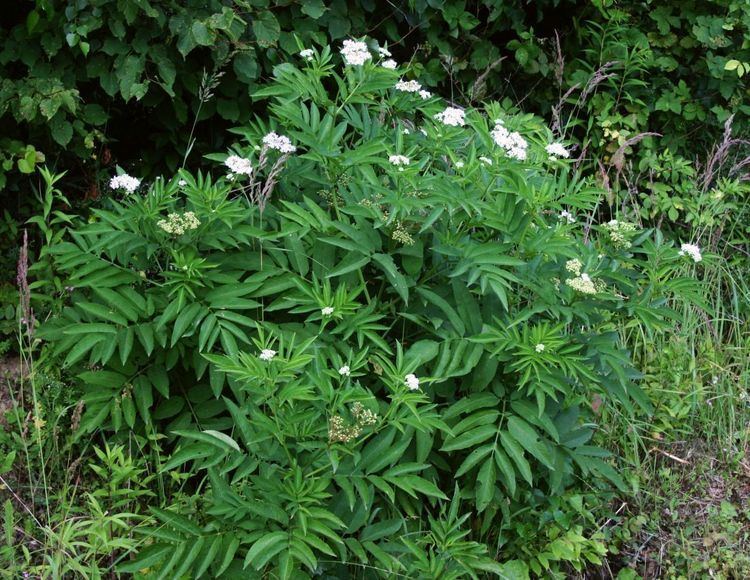 Sambucus ebulus Sambucus ebulus Wikispecies