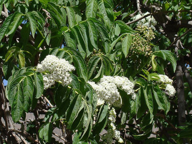 Sambucus peruviana FileSambucus peruviana of the Adoxaceae 8429008000jpg