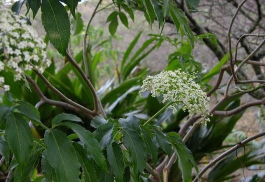 Sambucus peruviana httpsuploadwikimediaorgwikipediaencc4Sam