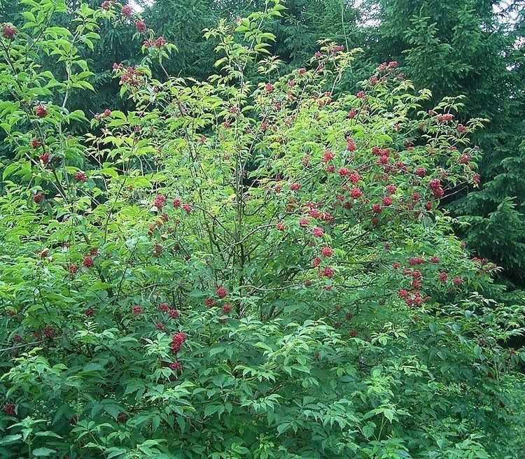 Sambucus racemosa Sambucus racemosa L Checklist View