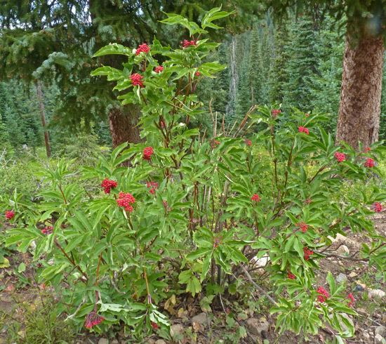 Sambucus racemosa Southwest Colorado Wildflowers Sambucus racemosa