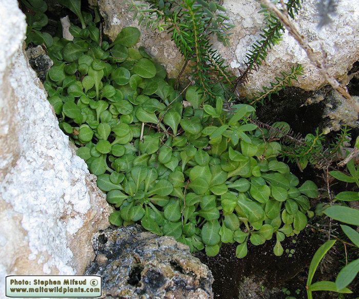 Samolus valerandi Wild Plants of Malta amp Gozo Plant Samolus valerandi Brookweed