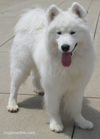 Samoyed (dog) Samoyed Dog Breed Information and Pictures