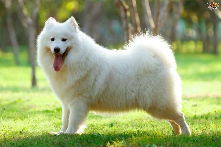Samoyed (dog) Samoyed dog hereditary health and health testing Pets4Homes