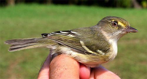 San Andres vireo Banding On San Andres Island Are They quotOurquot Birds Or quotTheirsquot