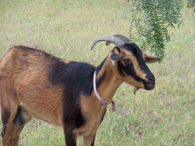 San Clemente Island goat San Clemente Island Goats La Feria News