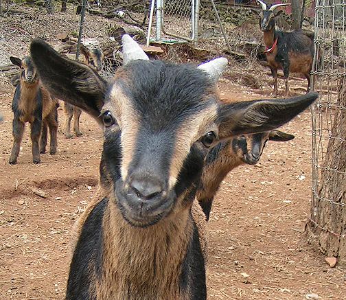 San Clemente Island goat httpspsikeepfileswordpresscom201304kid01