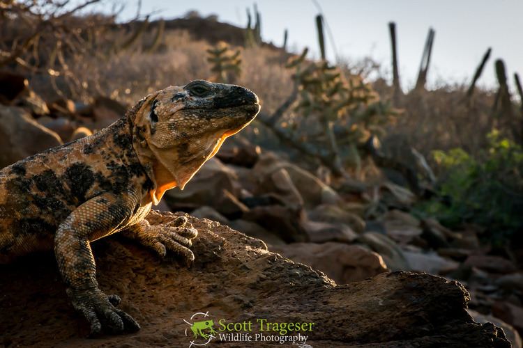 San Esteban chuckwalla - Alchetron, The Free Social Encyclopedia