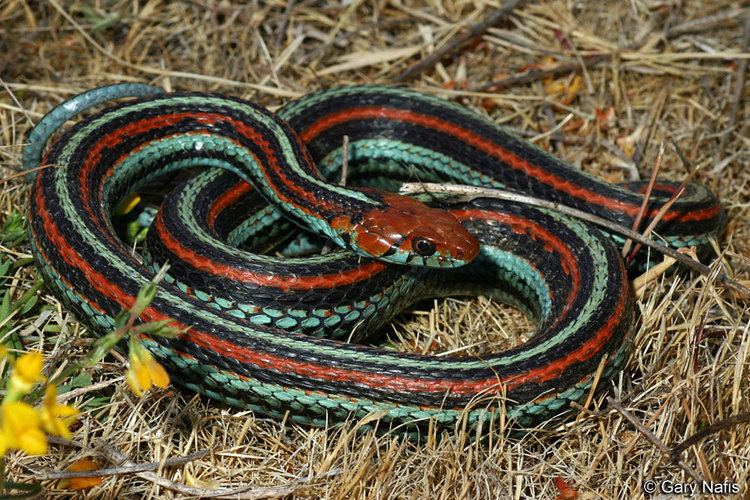 San Francisco garter snake San Francisco Gartersnake Thamnophis sirtalis tetrataenia
