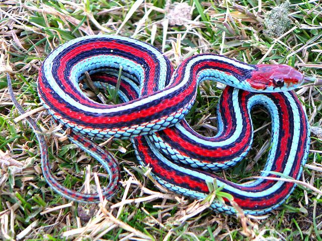 San Francisco garter snake SAN FRANCISCO GARTER SNAKE Flickr