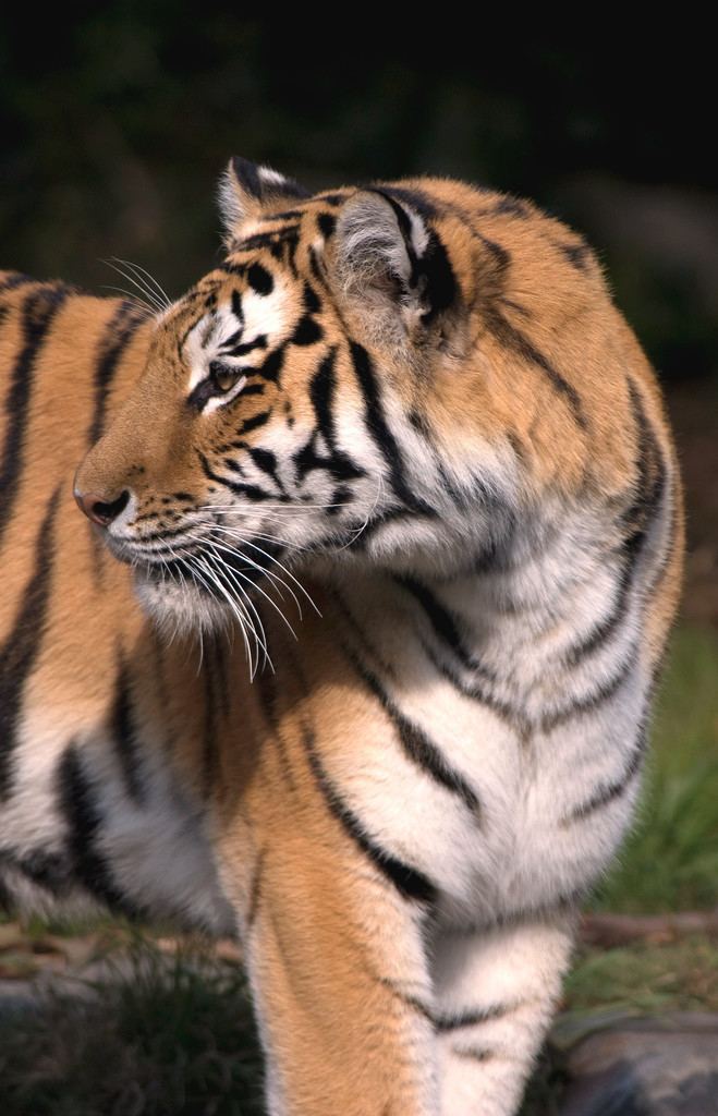 San Francisco Zoo tiger attacks
