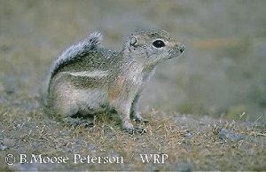 San Joaquin antelope squirrel Species Profile