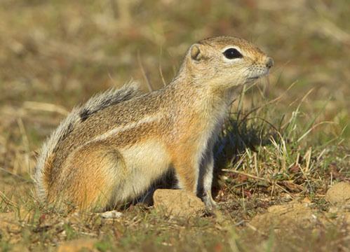 San Joaquin antelope squirrel photographs by Mark Chappell