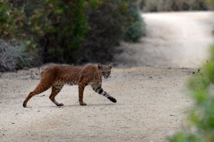 San Joaquin Wildlife Sanctuary httpsc1staticflickrcom985528713088810b73e