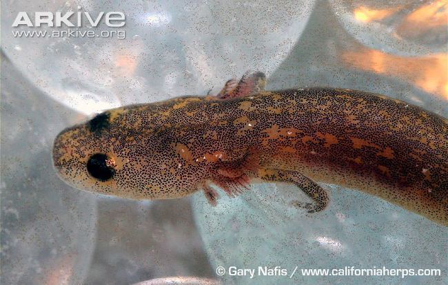 San Marcos salamander San Marcos salamander photo Eurycea nana G91924 ARKive